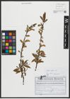 Foto von Salix alba L.